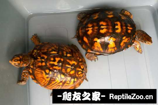 112250eghh6r6bk7klyg7f.jpg