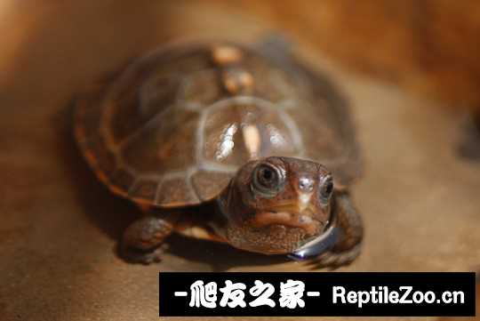 112253x78rzw23zqj1496m.jpg