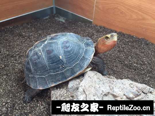 112320gmef2xgk2effguuu.jpg
