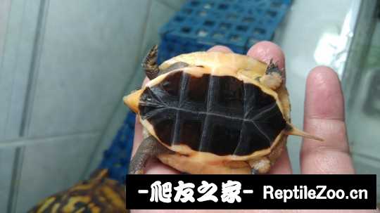 112547myqq22jnsyybj2sg.jpg