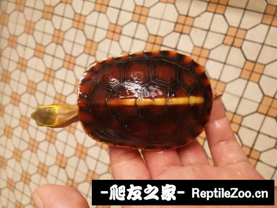 112615krpjl57pmy464imn.jpg