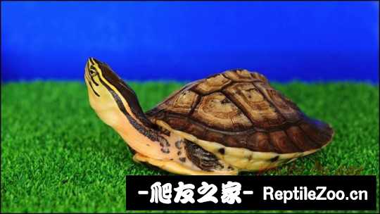 112746eych9b72kohkzzf2.jpg