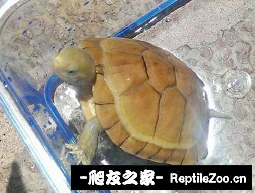 112855oeica9sua5n59tgu.jpg