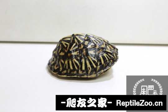 112900mkctafrpp7cr4gpp.jpg