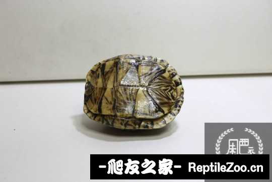 112901guuq3usmlyse44q4.jpg