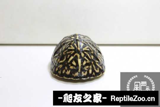 112901yj2ryyp0lppkpnpz.jpg