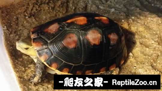113016zmox44pegieetbbx.jpg