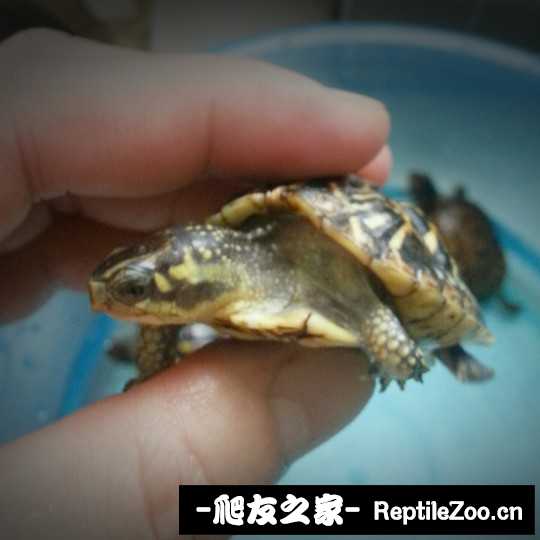 113050te2c7fck8208nncz.jpg
