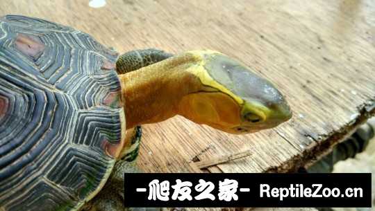 113058g0wr5g3t5xj9wouz.jpg