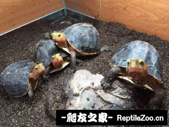 113107grnsjz4jithvkrwy.jpg