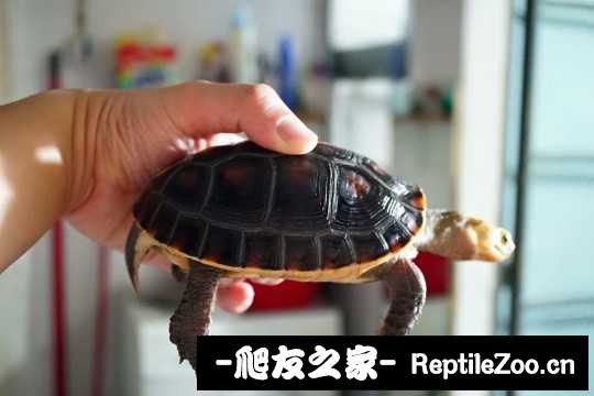 113215b8o6689i6q883pez.jpg