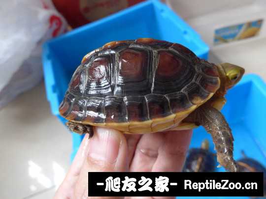 113221umkskmq74ko4eeqq.jpg