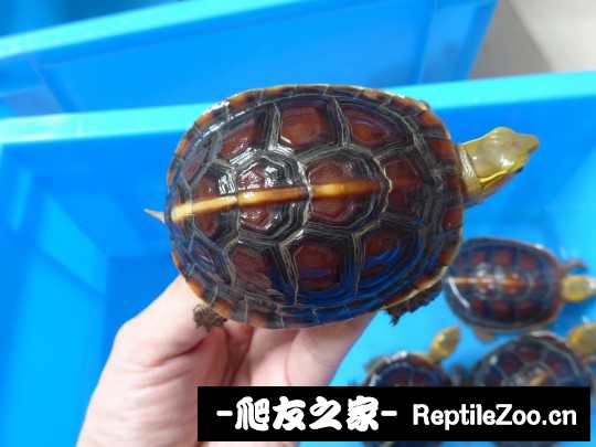 113222jjbzotgyo4bgi83t.jpg