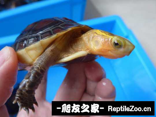 113222rigg1vd6gjhoayvy.jpg