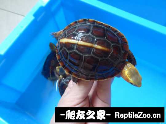 113223ntxhtap1p01ra3pu.jpg