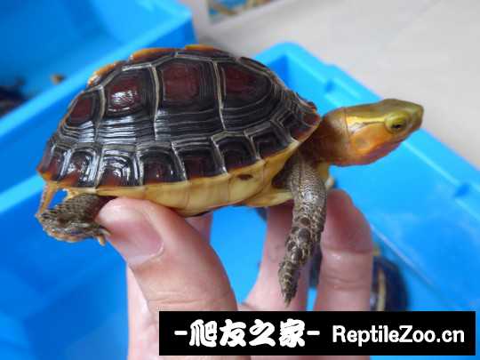 113223z2q2jibai7pyqgp2.jpg