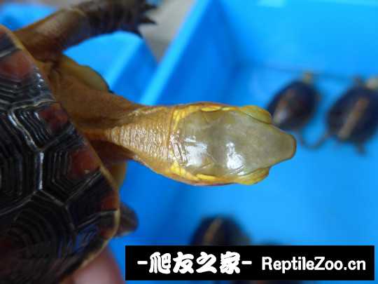 113402sn9dzwjcauzo0kwv.jpg