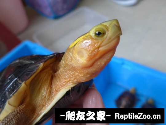 113403ezymlrmtrb1gqllc.jpg