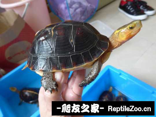 113406hyyo5psys2ezy9n0.jpg