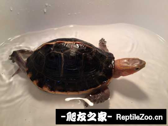 113443jihqxdpfrgcj1ax1.jpg