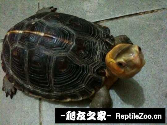 114354gs2xmm388c877383.jpg