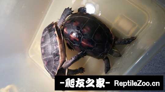 114838ebrh8v4uvh0rj847.jpg