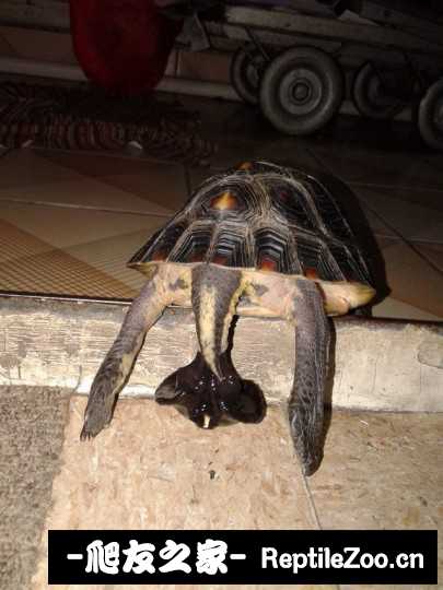 114913ipaiscwkggi5dh3b.jpg