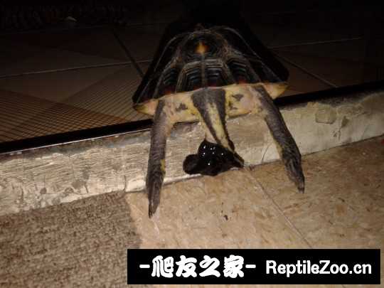 114913ot339rlolpulzppr.jpg