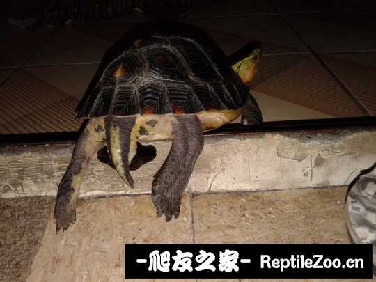 114915jal9nzua9s99pk0t.jpg