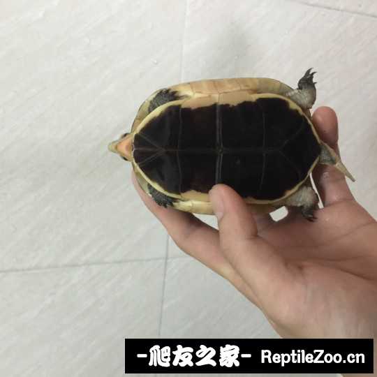 115905ta4h5m591zxhgzb8.jpg