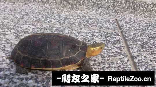 115910ref0mk770zemffrk.jpg