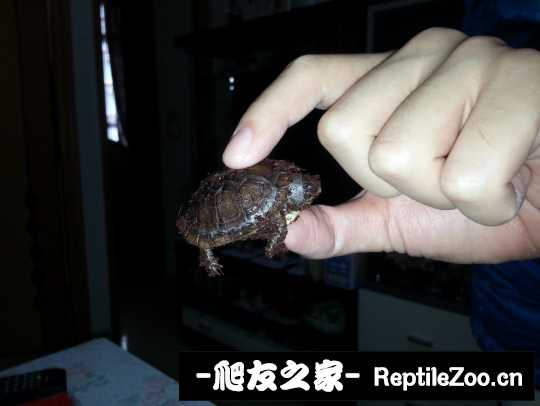 120012qcrryrq6lw6yyrqr.jpg