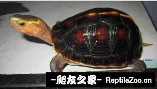 120144l8tkbkxqgbxuqkdq.jpg
