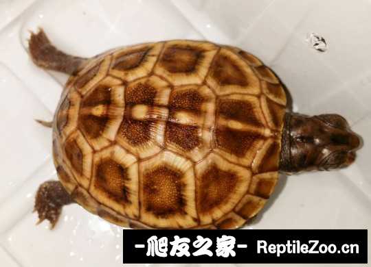 120239fbedebdtb8zbrre1.jpg