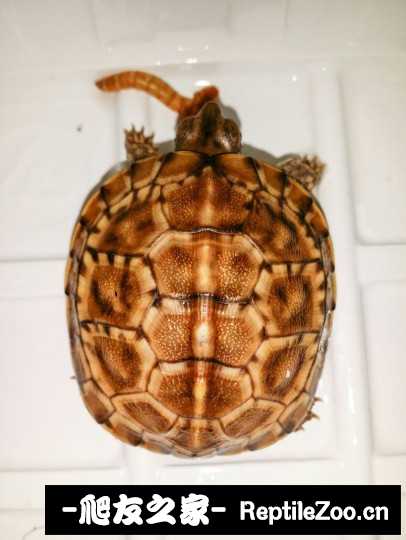 120239wy4vl4r7momyf7yx.jpg