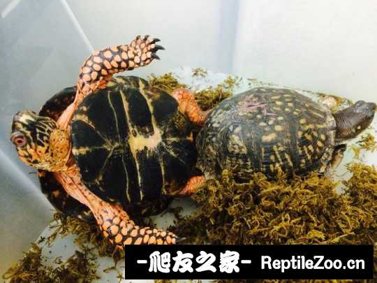 120311sqpup7mt7281766p.jpg