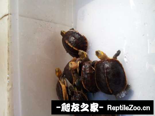 120320pwjpp8j1ppy9dg9m.jpg