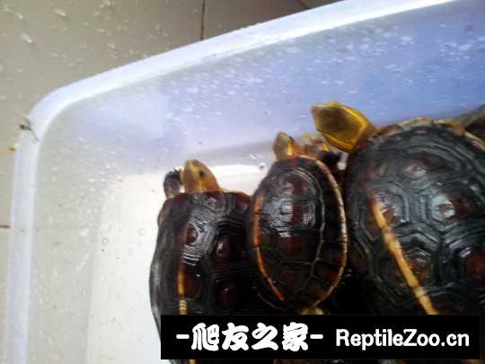 120320q1e018mmans8ruty.jpg