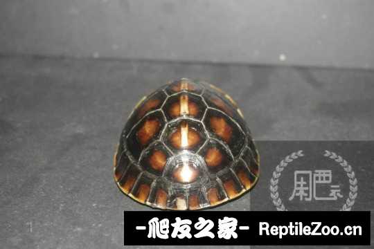 120350u3jxprafwi315x1l.jpg