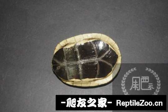 120351xrjr3m20nmpjzipf.jpg