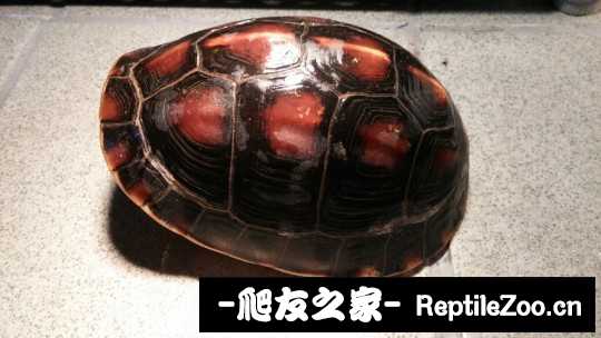 120428ttratorzn7878v1a.jpg