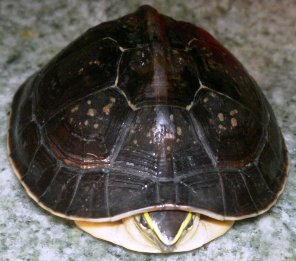 120433x0zfrfi1kk3xiysg.jpg