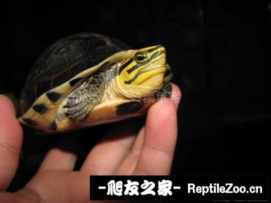 120439j667h6zwpup2xwxw.jpg