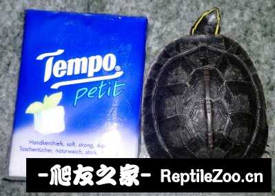120439lrz8h1v7hamt17dy.jpg