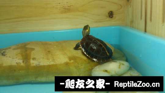 120454jhv9s4hnr6mg66mr.jpg