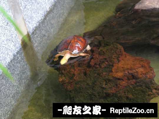 120506t4i80bdizd19iit1.jpg