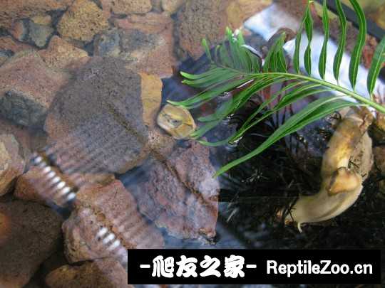 120507pce4app6ee0pkgwo.jpg