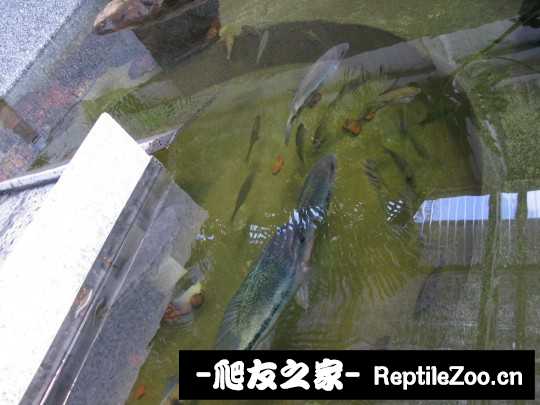 120509zwdskrw6vctoswi3.jpg