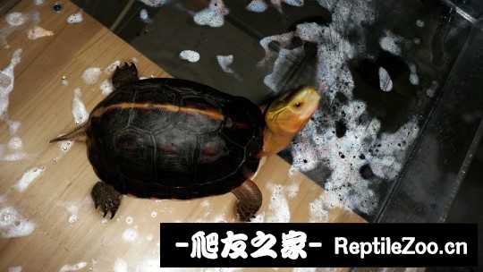 135149ae1mao2seltozm9m.jpg