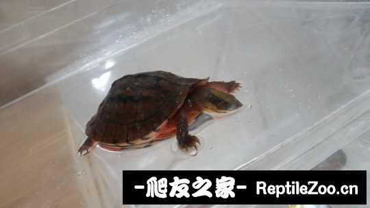 135151mneve2o7twxopoyl.jpg